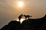 DOGS