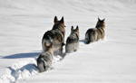 DOGS