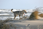 DOGS