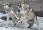 DOGS
