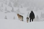 DOGS