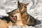 DOGS