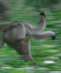 DOGS