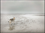 DOGS
