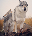DOGS