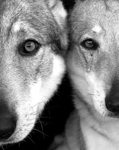DOGS