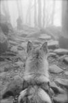 DOGS