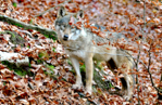 NATURA