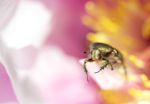 NATURA