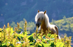 NATURA