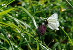 NATURA