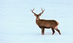 NATURA