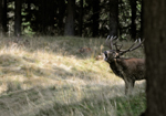 NATURA