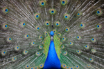 NATURA